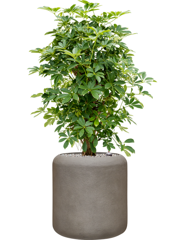 Schefflera arboricola 'Compacta' en Baq Nucast