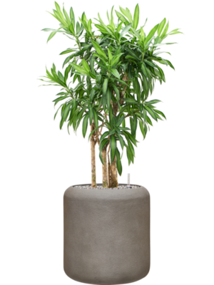 Pleomele (Dracaena) reflexa 'Song of Jamaica' en Baq Nucast