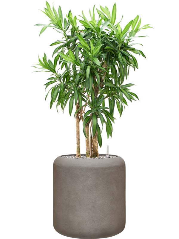 Pleomele (Dracaena) reflexa 'Song of Jamaica' en Baq Nucast