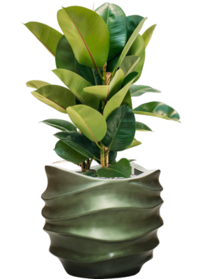 Ficus elastica 'Robusta' en Baq Gradient Lee