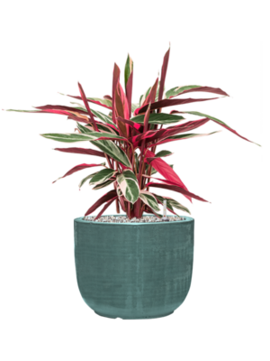 Stromanthe Sanguinea 'Triostar' en Plain Striped