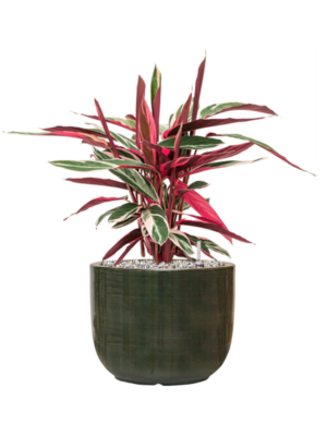 Stromanthe Sanguinea 'Triostar' en Plain Striped