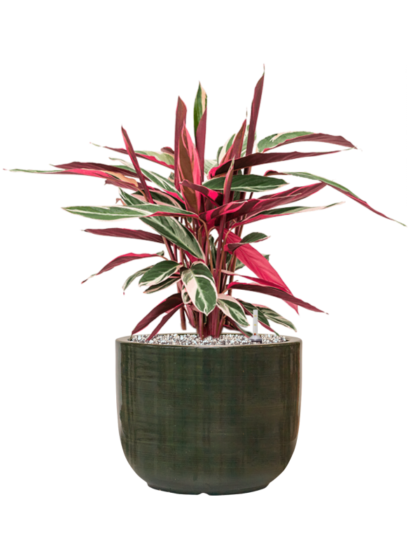 Stromanthe Sanguinea 'Triostar' en Plain Striped, Private label