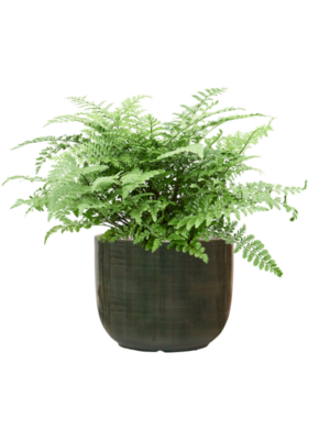 Asplenium dimorphum 'Parvati' en Plain Striped
