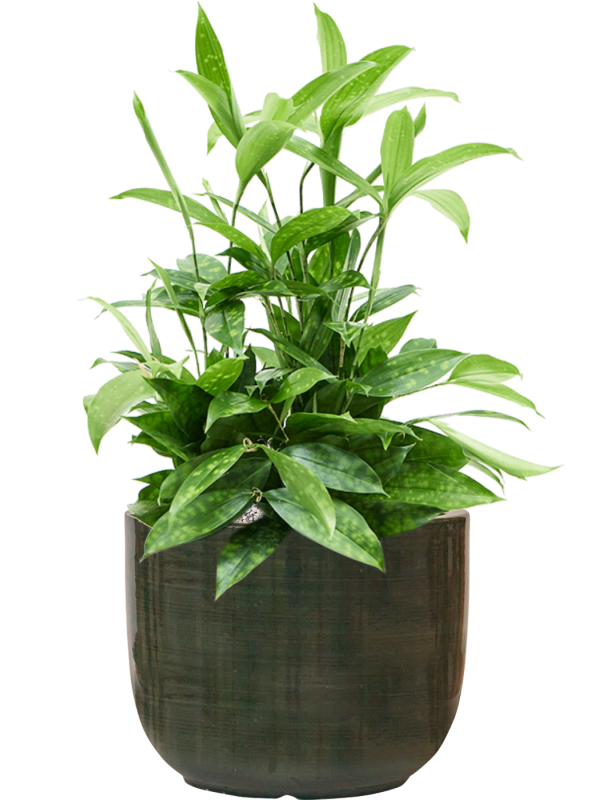 Dracaena surculosa en Plain Striped, Private label