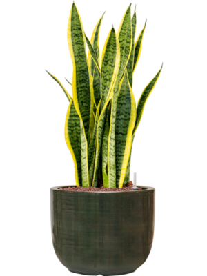 Sansevieria trifasciata 'Laurentii' en Plain Striped