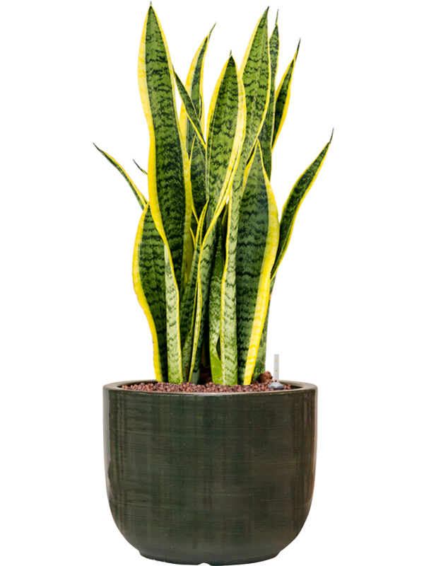 Sansevieria trifasciata 'Laurentii' en Plain Striped, Private label