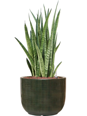 Sansevieria zeylanica 'Narrow' en Plain Striped