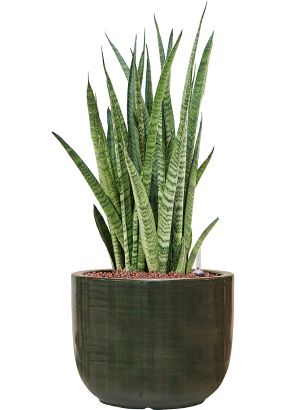 Sansevieria zeylanica 'Narrow' en Plain Striped, Private label