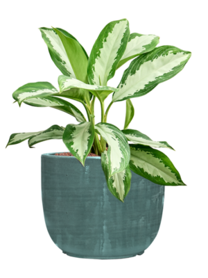 Aglaonema 'Diamond bay' en Plain Striped