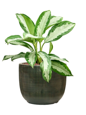 Aglaonema 'Diamond bay' en Plain Striped