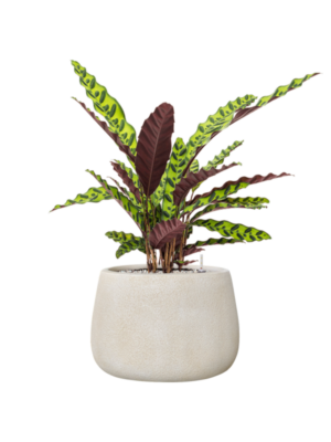 Calathea insignis en Antwerp
