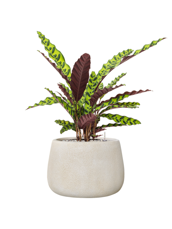 Calathea insignis en Antwerp, Private label
