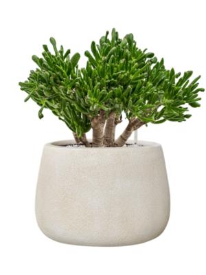 Crassula ovata 'Horntree' en Antwerp