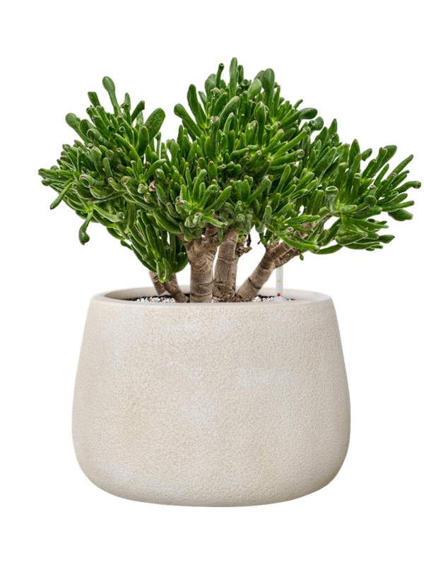 Crassula ovata 'Horntree' en Antwerp, Private label