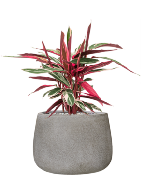 Stromanthe Sanguinea 'Triostar' en Antwerp
