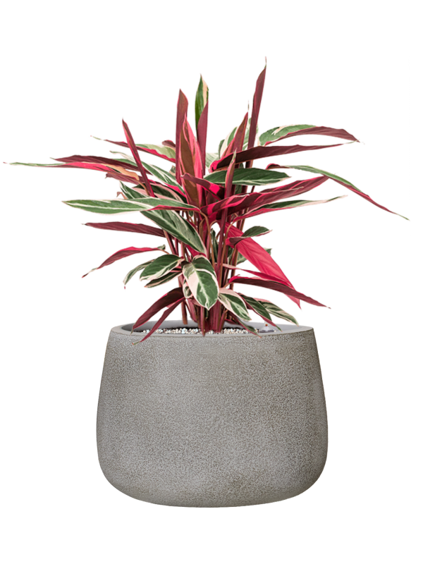Stromanthe Sanguinea 'Triostar' en Antwerp, Private label
