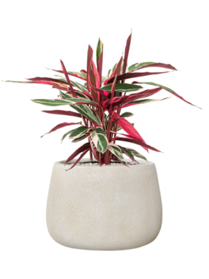 Stromanthe Sanguinea 'Triostar' en Antwerp