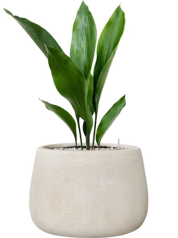 Aspidistra elatior en Antwerp, Private label