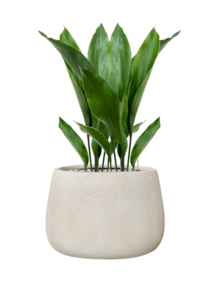 Aspidistra elatior en Antwerp