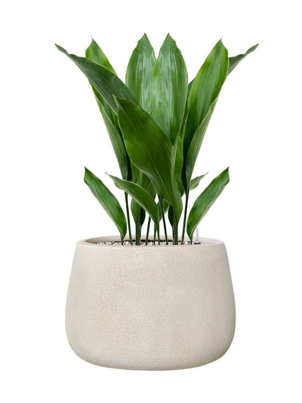 Aspidistra elatior en Antwerp, Private label