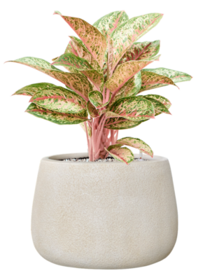 Aglaonema 'Painted Celebration' en Antwerp
