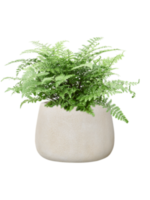 Asplenium dimorphum 'Parvati' en Antwerp