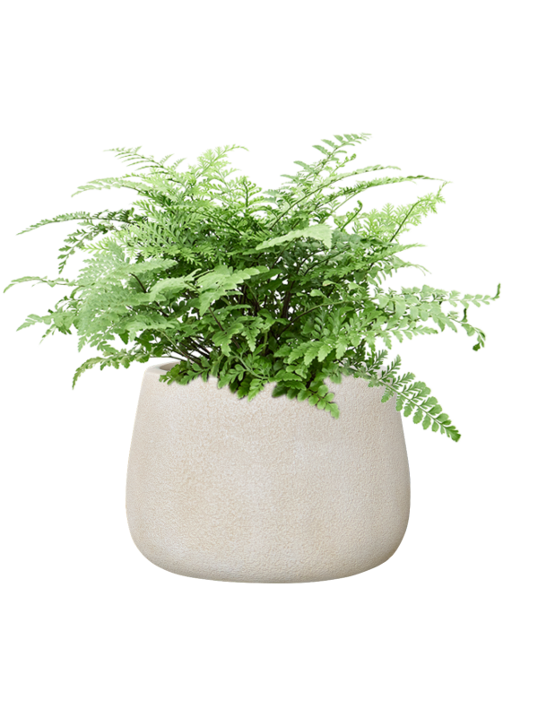 Asplenium dimorphum 'Parvati' en Antwerp, Private label