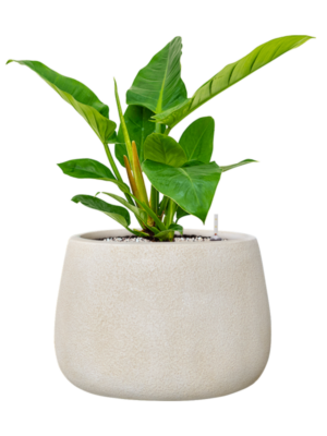 Philodendron 'Imperial Green' en Antwerp