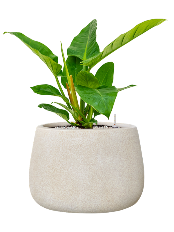 Philodendron 'Imperial Green' en Antwerp, Private label