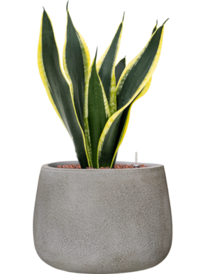 Sansevieria trifasciata 'Super Flame' en Antwerp