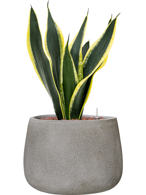 Sansevieria trifasciata 'Super Flame' en Antwerp, Private label