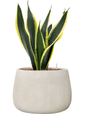 Sansevieria trifasciata 'Super Flame' en Antwerp