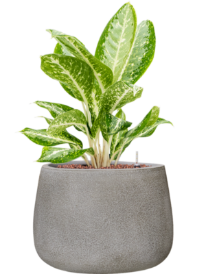 Aglaonema 'Milky way' en Antwerp