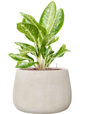 Aglaonema 'Milky way' en Antwerp