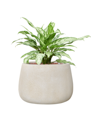 Aglaonema 'Silver Queen' en Antwerp