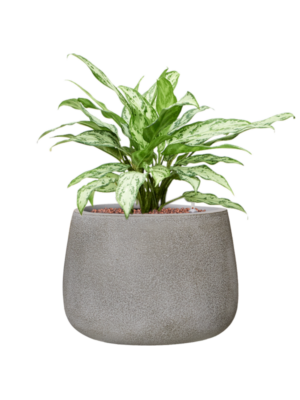 Aglaonema 'Silver Queen' en Antwerp