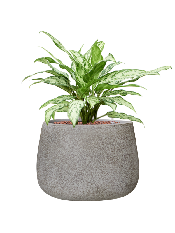 Aglaonema 'Silver Queen' en Antwerp, Private label