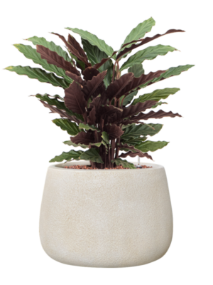 Calathea rufibarba 'Wavestar' en Antwerp