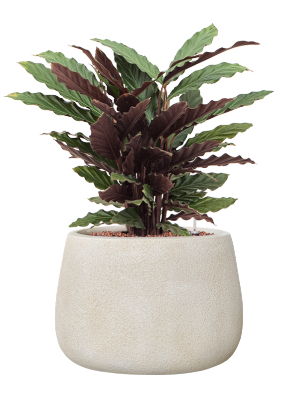 Calathea rufibarba 'Wavestar' en Antwerp, Private label