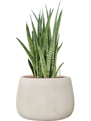 Sansevieria zeylanica 'Narrow' en Antwerp