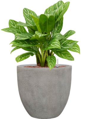 Aglaonema 'Stripes' en Antwerp