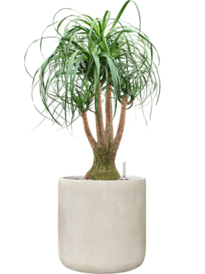 Beaucarnea recurvata en Antwerp
