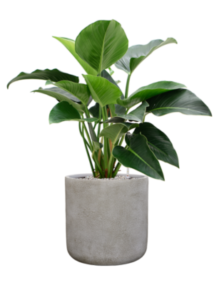 Philodendron 'Green Beauty' en Antwerp