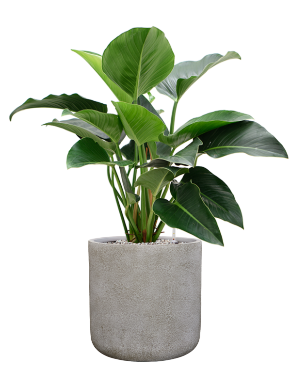 Philodendron 'Green Beauty' en Antwerp, Private label