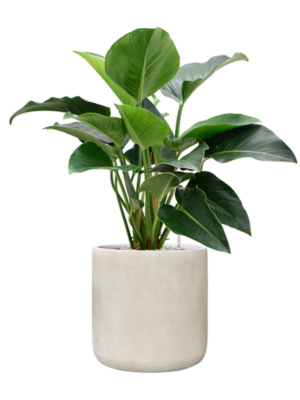 Philodendron 'Green Beauty' en Antwerp