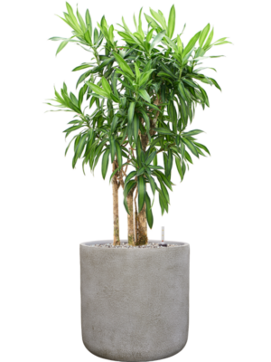 Pleomele (Dracaena) reflexa 'Song of Jamaica' en Antwerp