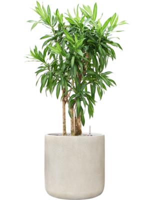 Pleomele (Dracaena) reflexa 'Song of Jamaica' en Antwerp
