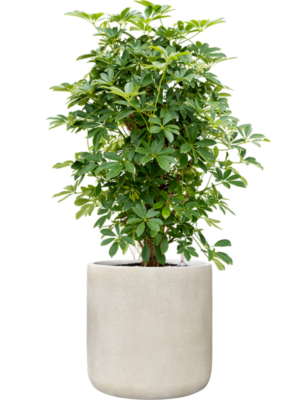 Schefflera arboricola 'Compacta' en Antwerp