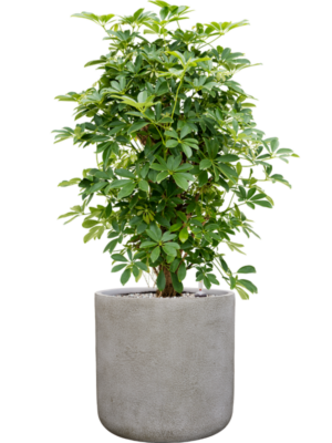 Schefflera arboricola 'Compacta' en Antwerp